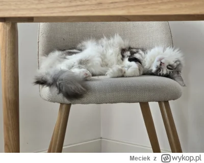 Meciek - Moja Nelka, ma juz rok.

#pokazkota