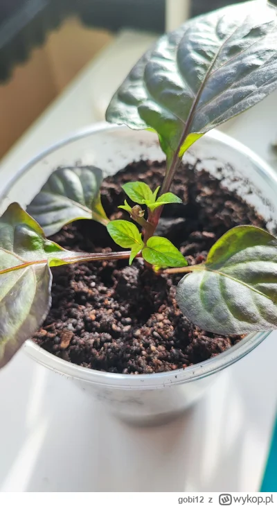 gobi12 - Na zdjęciu efekty po 10 dniach od przycięcia papryczki. 

Dokładnie tej z te...