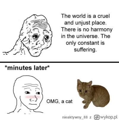 nieaktywny_88 - @michal-skrzypik: kotki mają w sobie to coś. Przypominają mi z charak...