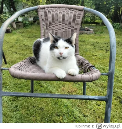 lublinmk - #pokazkota Przed Państwem kot wielu imion (w kolejności jak często używane...