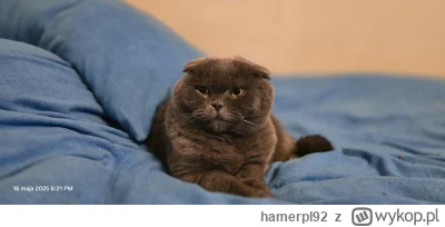 hamerpl92 - Typowy kołderkowy kocik kooooteł

#pokazkota 
#szk0t
#Szkot