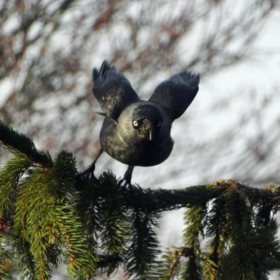 Lenalee - Jaka śmieszna sowa xD 

#ptaszkowpis #krzywodziobek