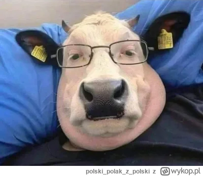 polskipolakz_polski - #heheszki