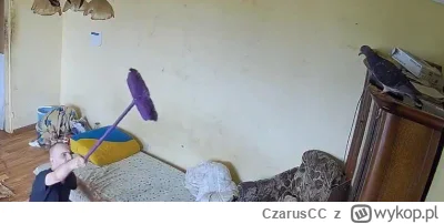 CzarusCC - #danielmagical kochani, proszę was o rollo opłacone na dołek, ja tu kurde ...