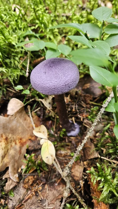 wilczywilk2 - @Historycznygagatek ostatnio spotkałem i nie mogłem się oprzeć uwieczni...