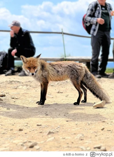 u-kill-u-homo - @StraznikWiecznosci: ja w czerwcu spotkałem na Małej Rawce