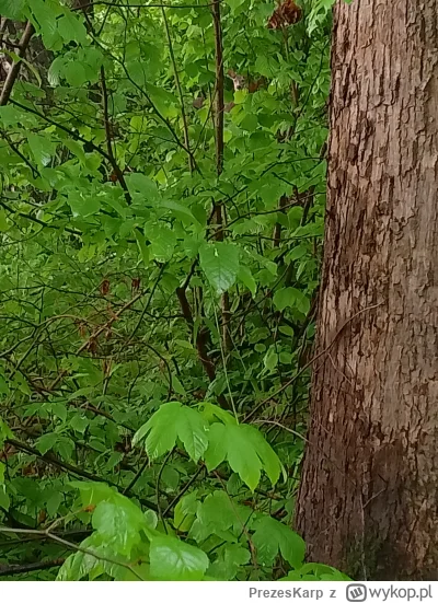 PrezesKarp - Widzicie go?
#sarnuch #las