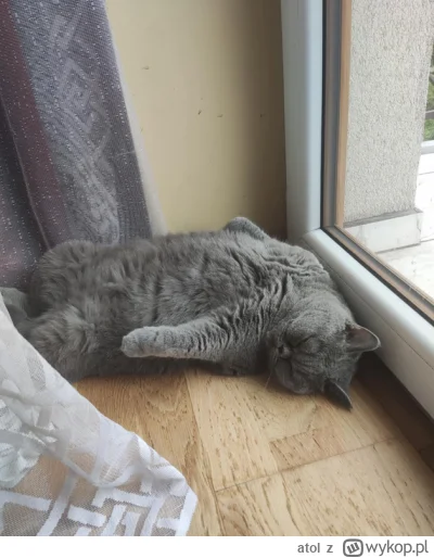 atol - #pokazkota #koty i tyle z mycia ściany ( ͡° ͜ʖ ͡°)