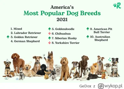 GeDox - >Twoja statystyka pokazuje nad reprezentację pitbulli

@mateusz-k-i: zgadza s...