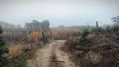 cultofluna - >do lasu.

@cultofluna: