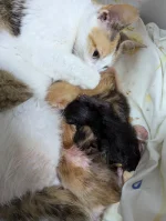 szzzzzz - Doglądałam dziś porodu 4 kociąt. Mama i bąbelki czują się dobrze ☺️

SPOILE...