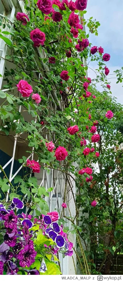 WLADCA_MALP - Róża rozkwitła w pełni, do tego jaśmin też otworzył kwiaty, jak wychodz...