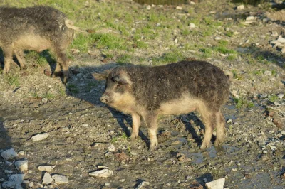 Loskamilos1 - @Loskamilos1: