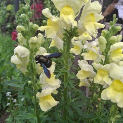 mentalna_dresiara - Wrocław, copyrajty znajomego