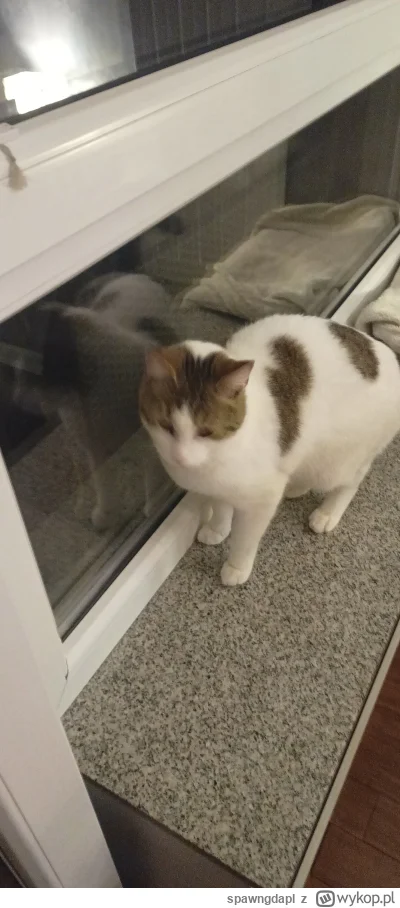 spawngdapl - @RitmoXL jeszcze dwa wariaty bracia są, i co chwilę miau miau wypuść pan...