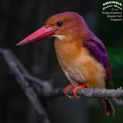 Lifelike - Łowiec płomienny (Halcyon coromanda)
Autor
#photoexplorer #fotografia #orn...
