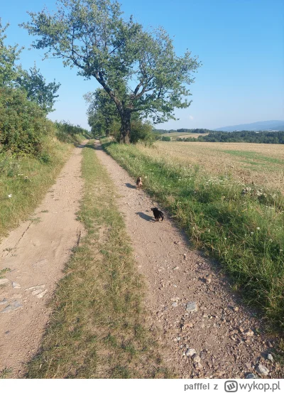 pafffel - Jakby piątek spacer z psami