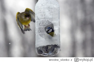 wredne_slonko - #informacje #ptaki #karmnik #zima
Jak zrobić karmnik dla ptaków