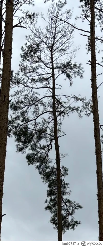 km00787 - Czy sosna, której górna korona niemal straciła igły i gałęzie zdają się być...