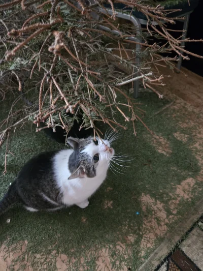 Solsith - @WielkiNos: ( ͡° ͜ʖ ͡°)