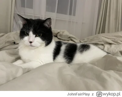 JohnFairPlay - #kot #pokazkota #smiesznypiesek #k------------h