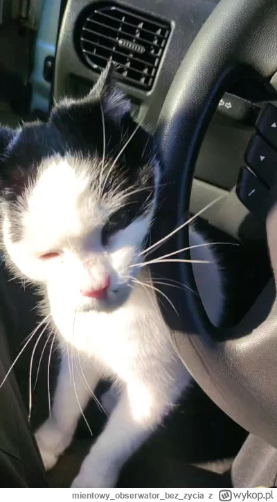 mientowyobserwatorbez_zycia - @pieczarrra: proszę oddać mi kota
