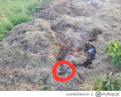 LeslieDancer - Ktoś wywiózł na łąkę skoszoną trawę i tak się powoli tli z lekkim dyme...