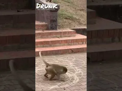 Czerwonyalimenciarz - @B12477: małpcin kapucyn franciszkański po spożyciu tańczy.