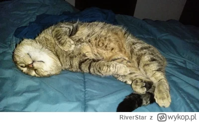 RiverStar - Śpi kochany #koty #pokazkota
