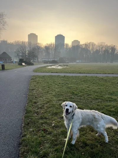 Mjut93 - Aż chce się wychodzić. (・へ・)
#smog #pokazpsa