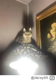 daray89 - #codziennykotopetany #dziwnekotki