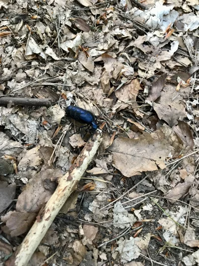 Kulfonix - Ostatnio będąc w lesie z psem spotkaliśmy tego wielkiego chrząszcza. C: