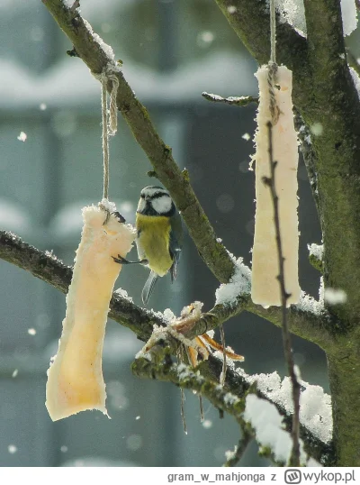 gramwmahjonga - #sikorki #ptaki #fotografia #zima

No siema! na zdjęciu sikorka modra...
