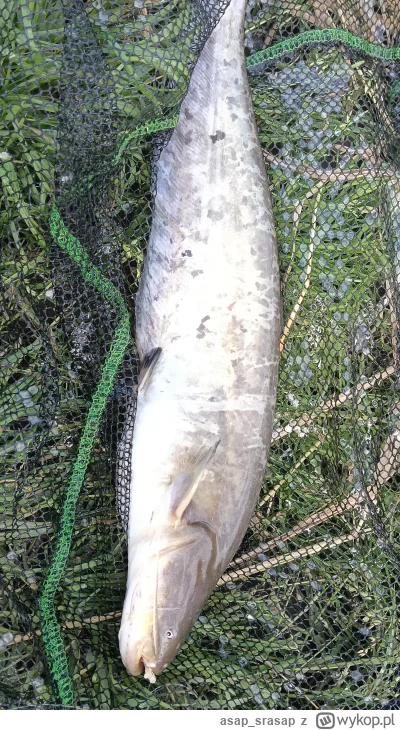 asapsrasap - @ZielonaGruszka taki gagatek, a tak to nic