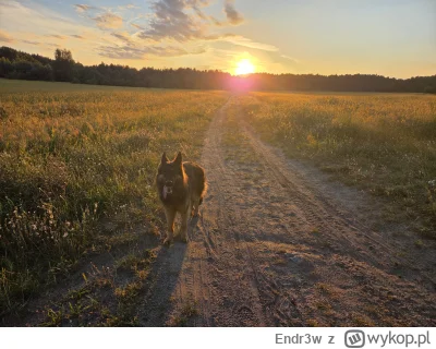 Endr3w - Bruno  (ʘ‿ʘ)
#pokazpsa #psy #owczarekniemiecki