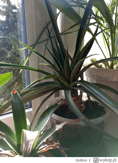 Qullion - @Qullion: mniejszy okaz jeszcze korzeni nie wypuścił, ale czekamy, jeszcze ...