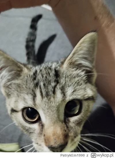 PatrykEm1990 - Kitku <3