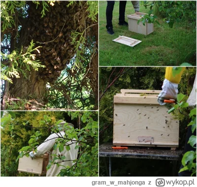 gramwmahjonga - #pszczoly #ciekawostki #zwierzeta

RÓJKA ALERT!

Do naszego ogródka w...