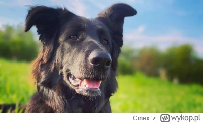 Cinex - Pies wabi się Runa :)

Znajomi wyratowali ją z parwowirozy rok temu. Szukali ...