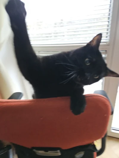 RicoElectrico - w p e i r d o l 
#pokazkota