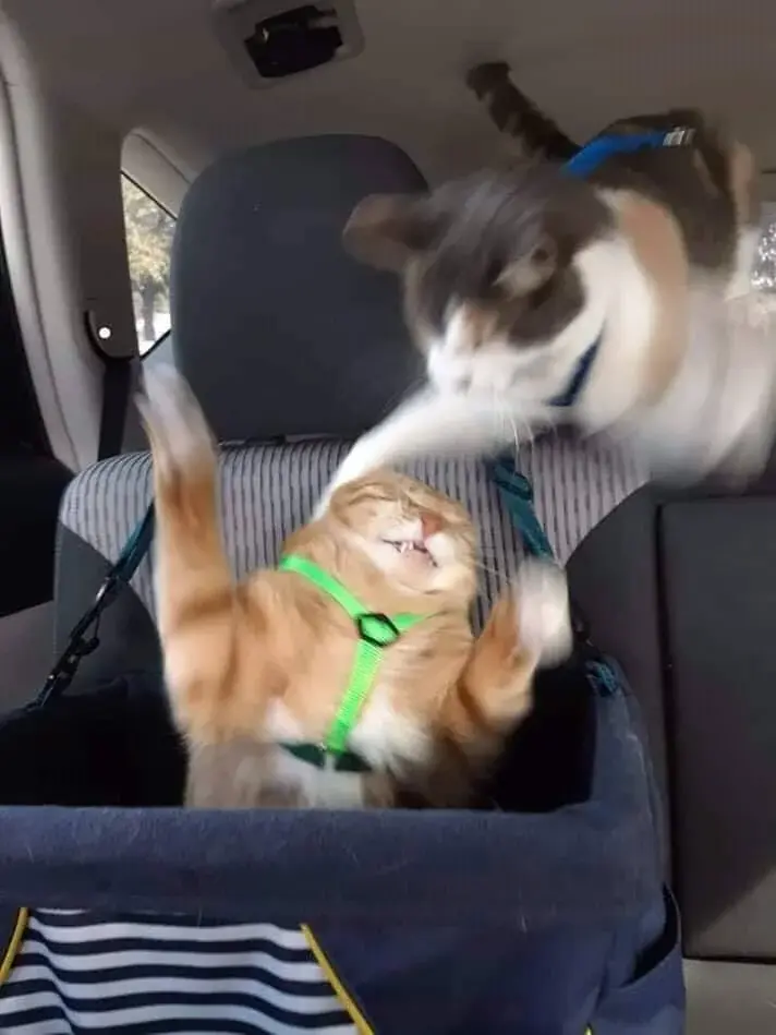 wfyokyga - Jeb w ten gupi cymbał