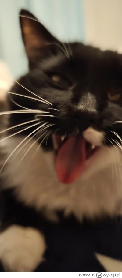 rvtzkv - Czesio wściekły, bardzo niebezpieczny #pokazkota #koty