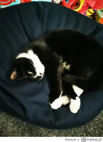 Slomek - Charlie spi na swoim bean bagu.
#pokazkota #koty