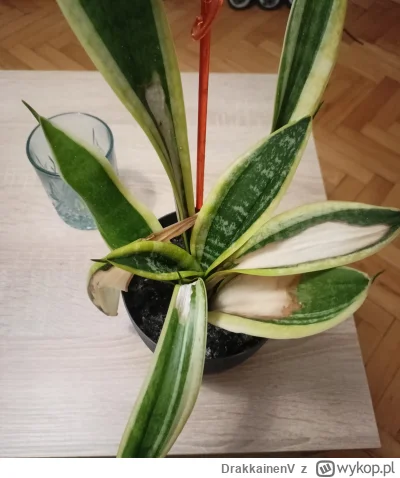 DrakkainenV - Odratuje go jeszcze, czy tylko śmietnik?
#kwiaty #kwiatydoniczkowe #ros...