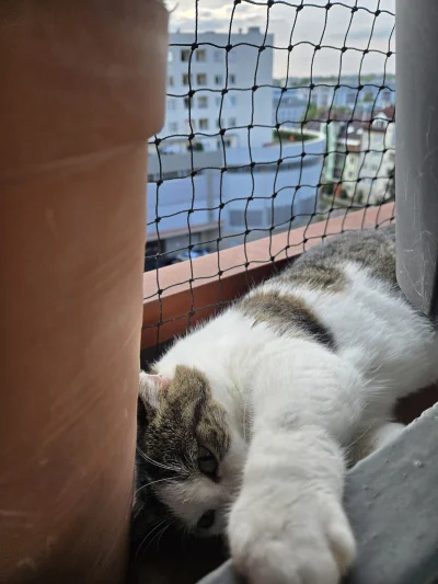 Solsith - @wybryk_natury: dżem dobry( ͡° ͜ʖ ͡°)