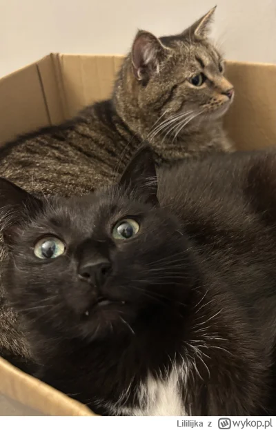 Lililijka - Niedzielne #lilikotki #pokazkota #koty #kitku