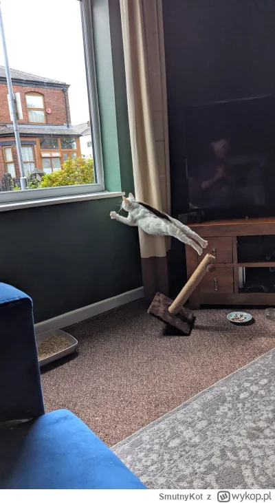 SmutnyKot - #dziwnekotki