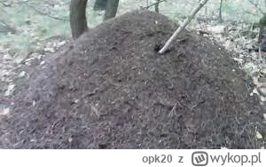 opk20 - Będe głosować na konfederacje, czemu  nie?
#konfederacja #polityka