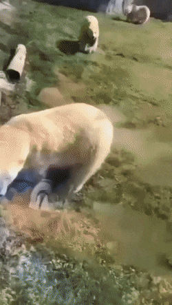 wfyokyga - Misiu się w-----ł