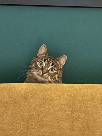 kropek00 - @Mantusabra: może chcesz narysować mojego kotka? ( ͡° ᴥ ͡°)